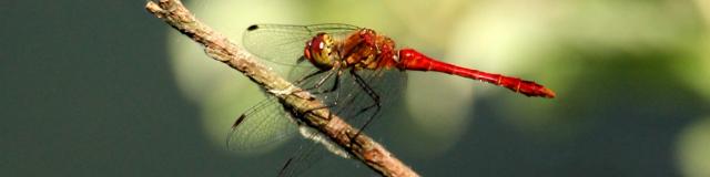 batie-sympetrum-sanguineum-mthiberville.jpg