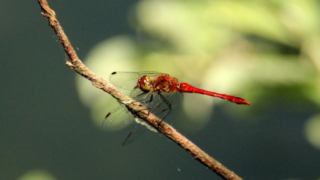 batie-sympetrum-sanguineum-mthiberville.jpg