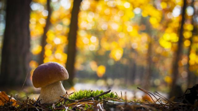 Ramasser des champignons dans la forêt au Collet d'Allevard