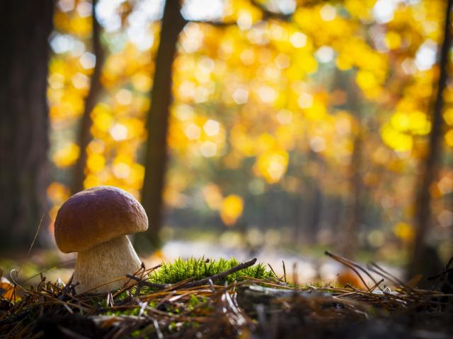 Ramasser des champignons dans la forêt au Collet d'Allevard