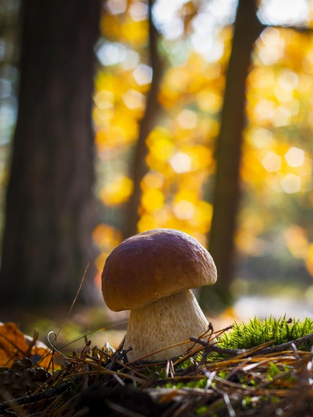 Ramasser des champignons dans la forêt au Collet d'Allevard