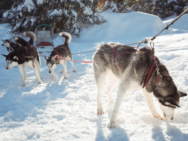 chiens-husky-siberiens-attente-promenade-traineau.jpg